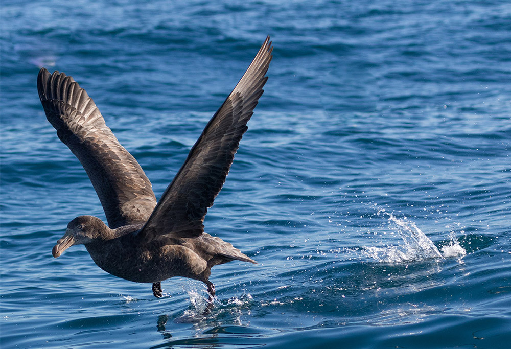Petrel